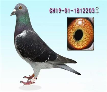 ���գ����ɶ�ʿXС��