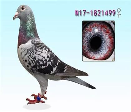 �������ǿ��գ�����ƥ��Ů��ֱ��Ů499