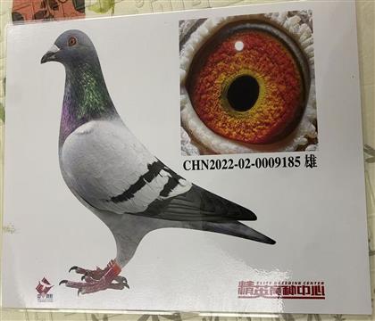 ŷ����Ӣ��˹231���׻�Ѫ185