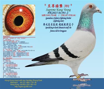 (楊龔多拉斯X魯本號)X(閃電全弟X閃電全妹)