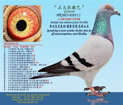 正大謝国民狄爾巴多重近親