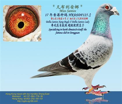 卓越功臣/势山系 X 西翁4号X细川糸X凡布利安娜