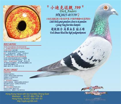 小迪克近親直孫X愛坐者外孫X利奧年輕楊四次冠軍孫女