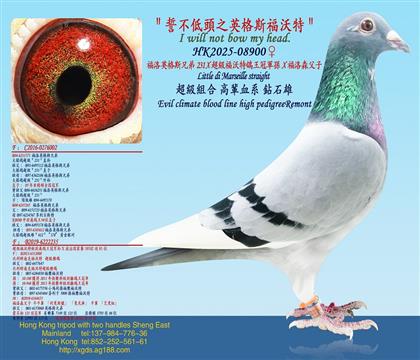 福洛英格斯兄弟231X超級福沃特鴿王冠軍孫X福洛森父子