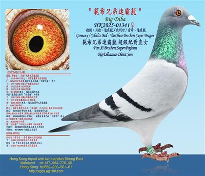 德国/貝德~速霸龍X 比利时/雷希~速霸龍