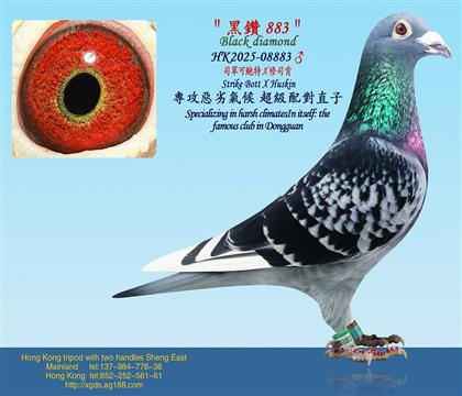 司翠可鮑特X修司肯