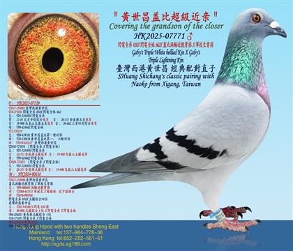 閃電全弟038X閃電全妹662X蓋比渦輪近親曾孫X軍校生曾孫