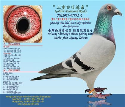 蓋比三重白腹近亲X蓋比闪电038近亲孙女