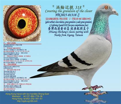 (蓋比渦輪近親曾孫X軍校生曾孫)X(閃電全弟038X五關綜合