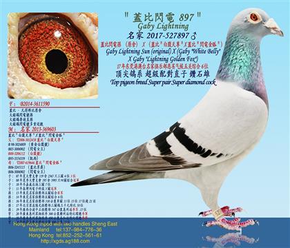 蓋比閃電孫(原舍)X(蓋比"白腹天尊"X蓋比"閃電金狐";