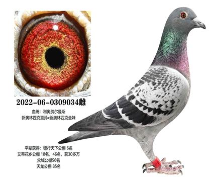 ���£��°���ƥ��034