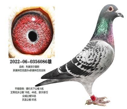 ���£��°���ƥ��086