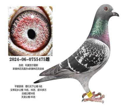 ���£��°���ƥ��475