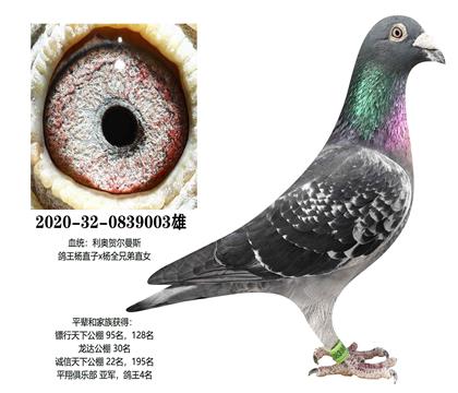 ���£�������003