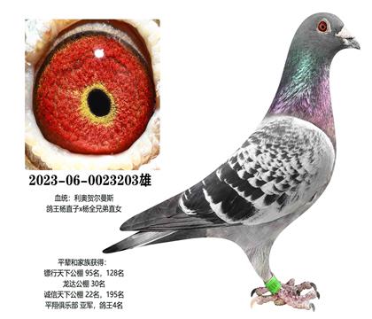 ���£�������203