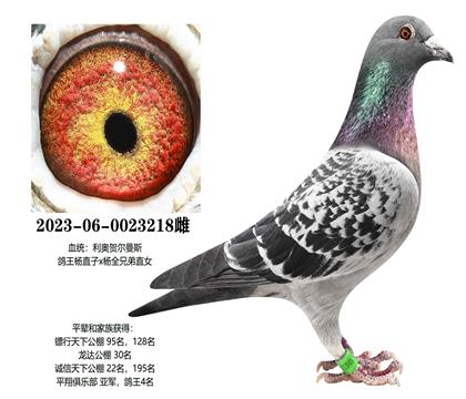 ���£�������218