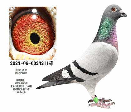 �Ǳȣ�������211