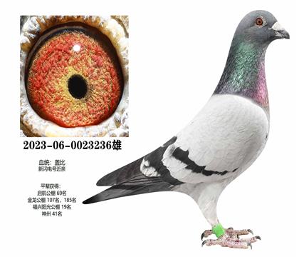 �Ǳȣ�������236