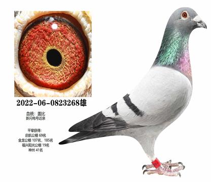 �Ǳȣ�������268