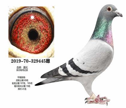 �Ǳȣ�������445