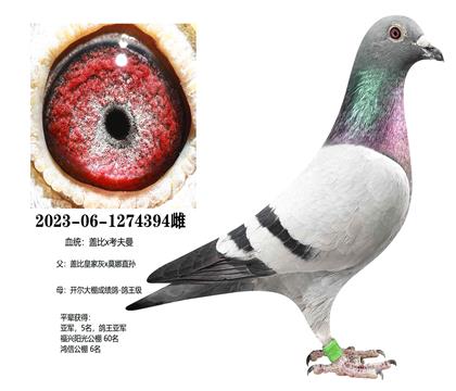 �ǱȻʼһ�ֱ��x�����ɼ���394