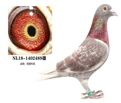 ���ǲ���ԭ��489