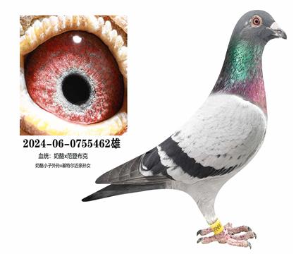 ����x���ǲ���462