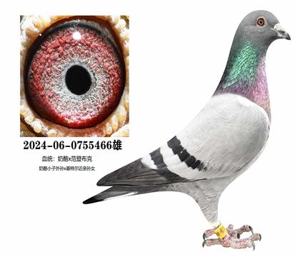 ����x���ǲ���466