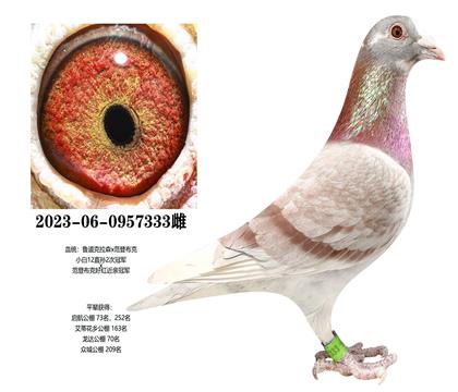 ³�����ιھ�x���ǲ��˺�ھ�333