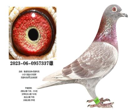 ³�����ιھ�x���ǲ��˺�ھ�337