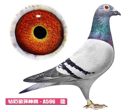 ��˹��-����С��A596