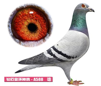 �Ǳ�-����³��A588