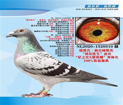 ��ٿ�.�����ԭ�᣺����ҽ��ֱŮ��ղɭѪϵ��