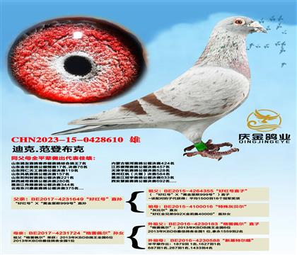 迪克.范登布克“好红号”直孙x“格里佩”直孙女