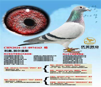 利奥.赫尔曼斯“萨菲尔”直子x“003”近亲孙女