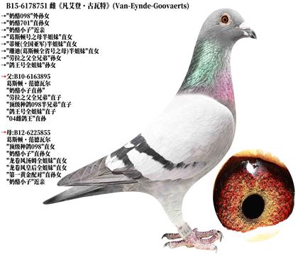 5《凡艾登·古瓦特》奶酪098-外孙女