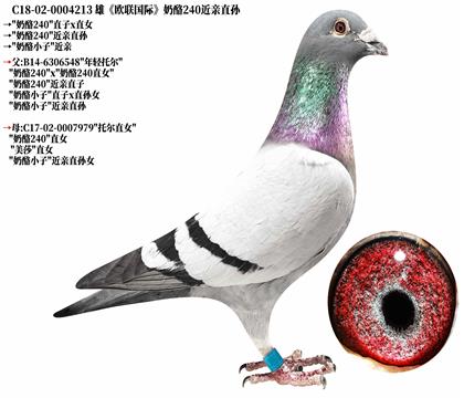 7《欧联国际》奶酪240-近亲直孙