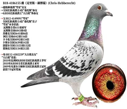 8《克里斯·赫博瑞》彗星x大白鲨直女