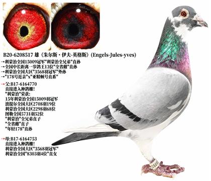 9《英格斯原舍》利蒙治号全兄弟-直孙