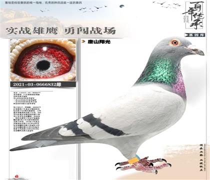 ��ɽ���⣺���⴫��ֱ��Ů