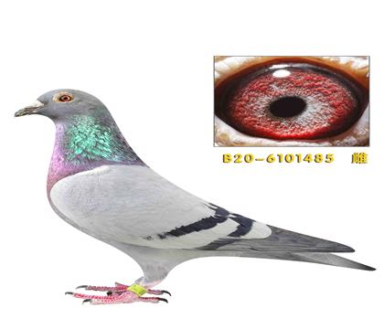 ����������˹485