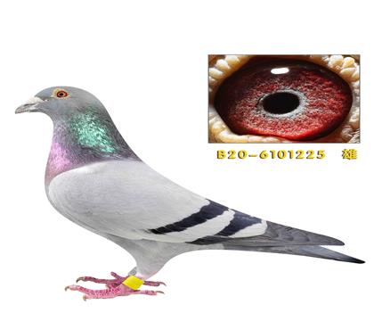 ����������˹225