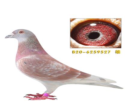 �캣��ֱ��627