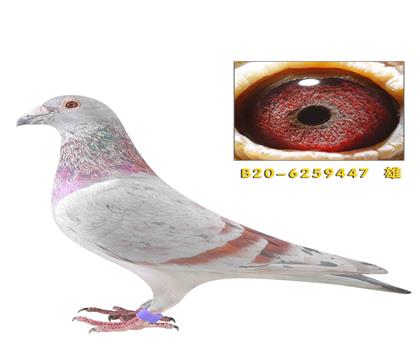 �캣��ֱ��447