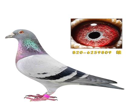 �����غ���ñ��Ϸ��ȫ�ֵ�����809