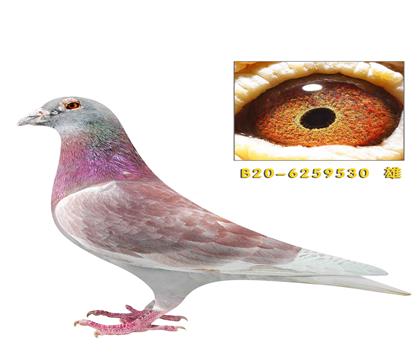 �����غ���ñ��Ϸ��ֱ������530