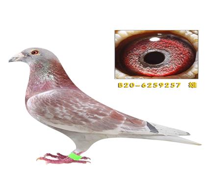 �����غ���257