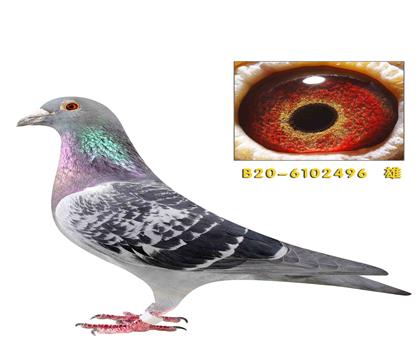 �Ͽ� ������496