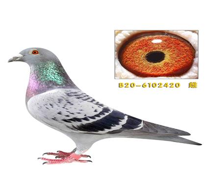 �Ͽ˷�����420