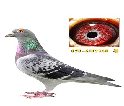 �Ͽ˷�����360